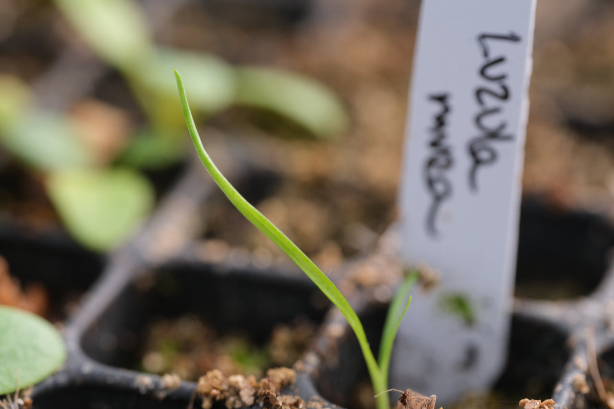 Luzula nivea seedling