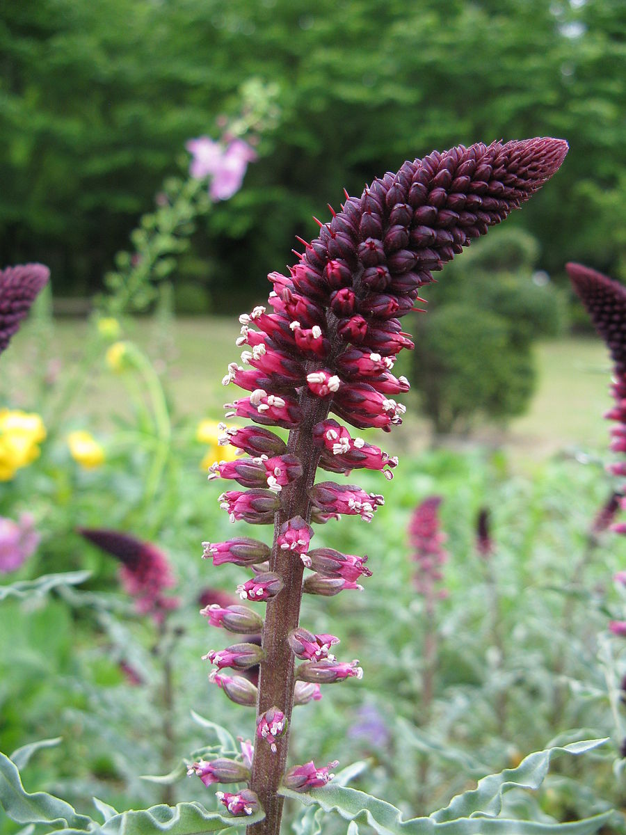 Lysimachia atropurpurea &