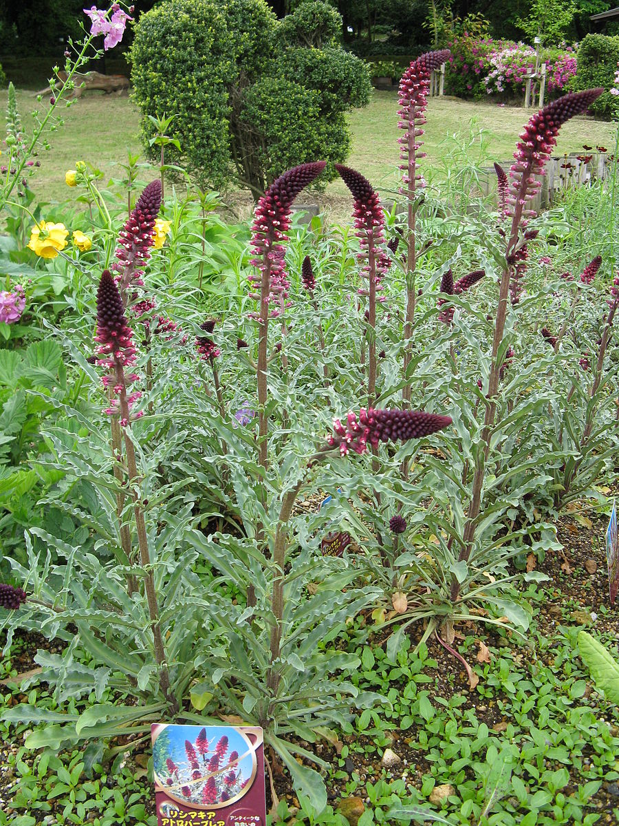 Lysimachia atropurpurea &