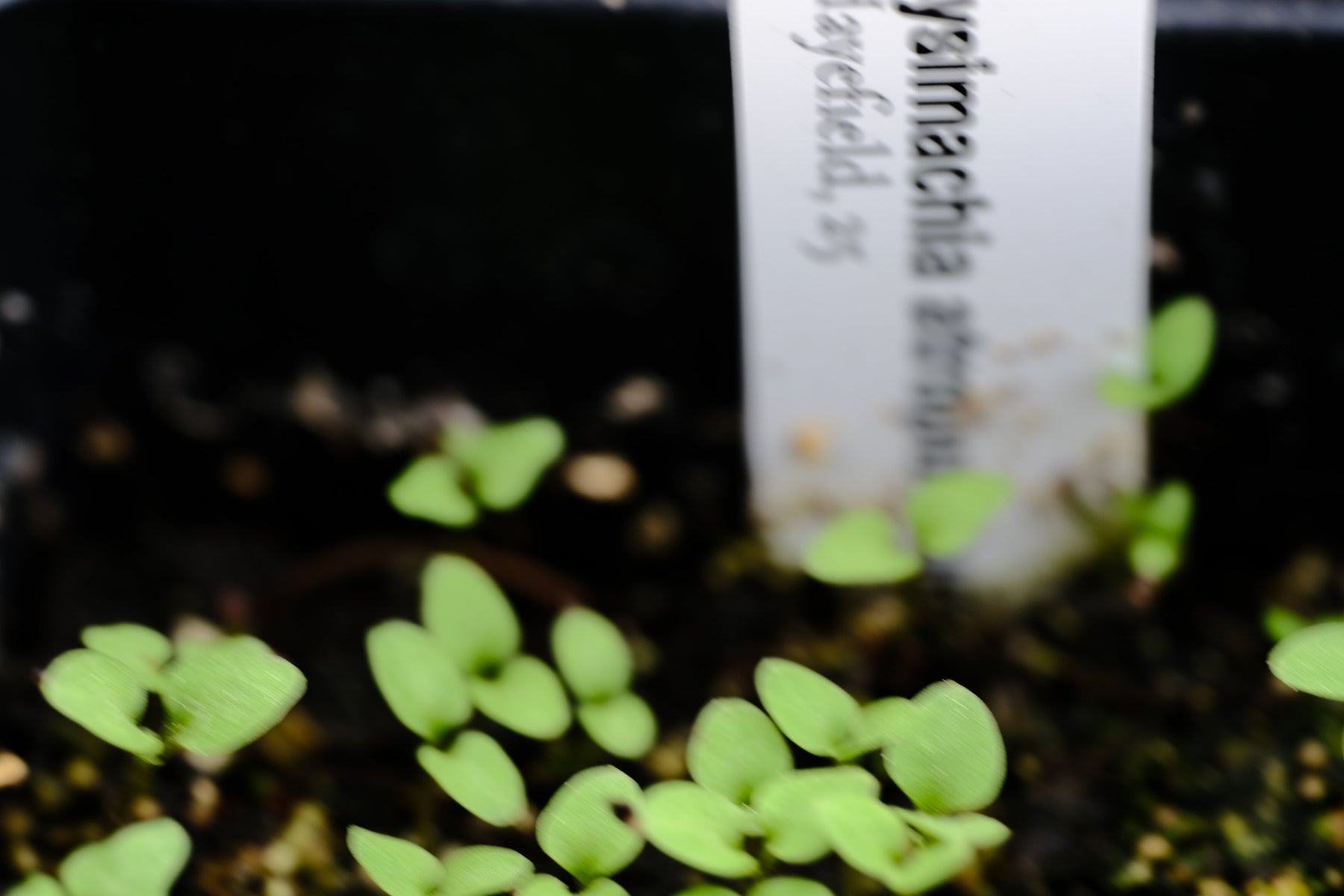 Lysimachia atropurpurea seedling