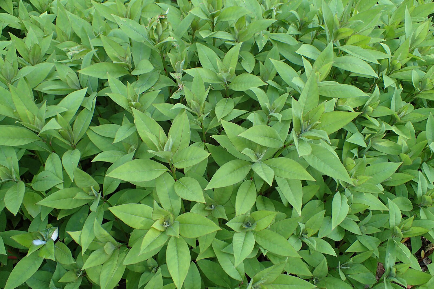 Gooseneck loosestrife foliage