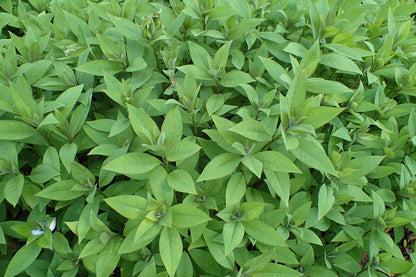 Gooseneck loosestrife foliage