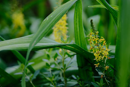 Lysimachia terrestris (swamp candles) yellow flower