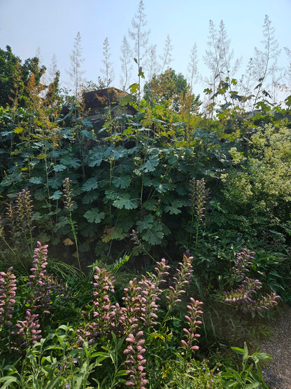 Macleaya cordata