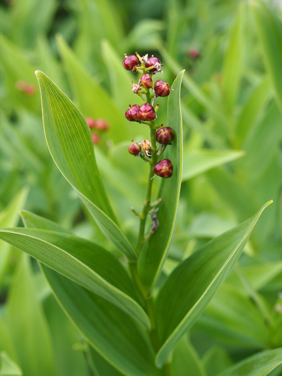 Maianthemum racemosum buds