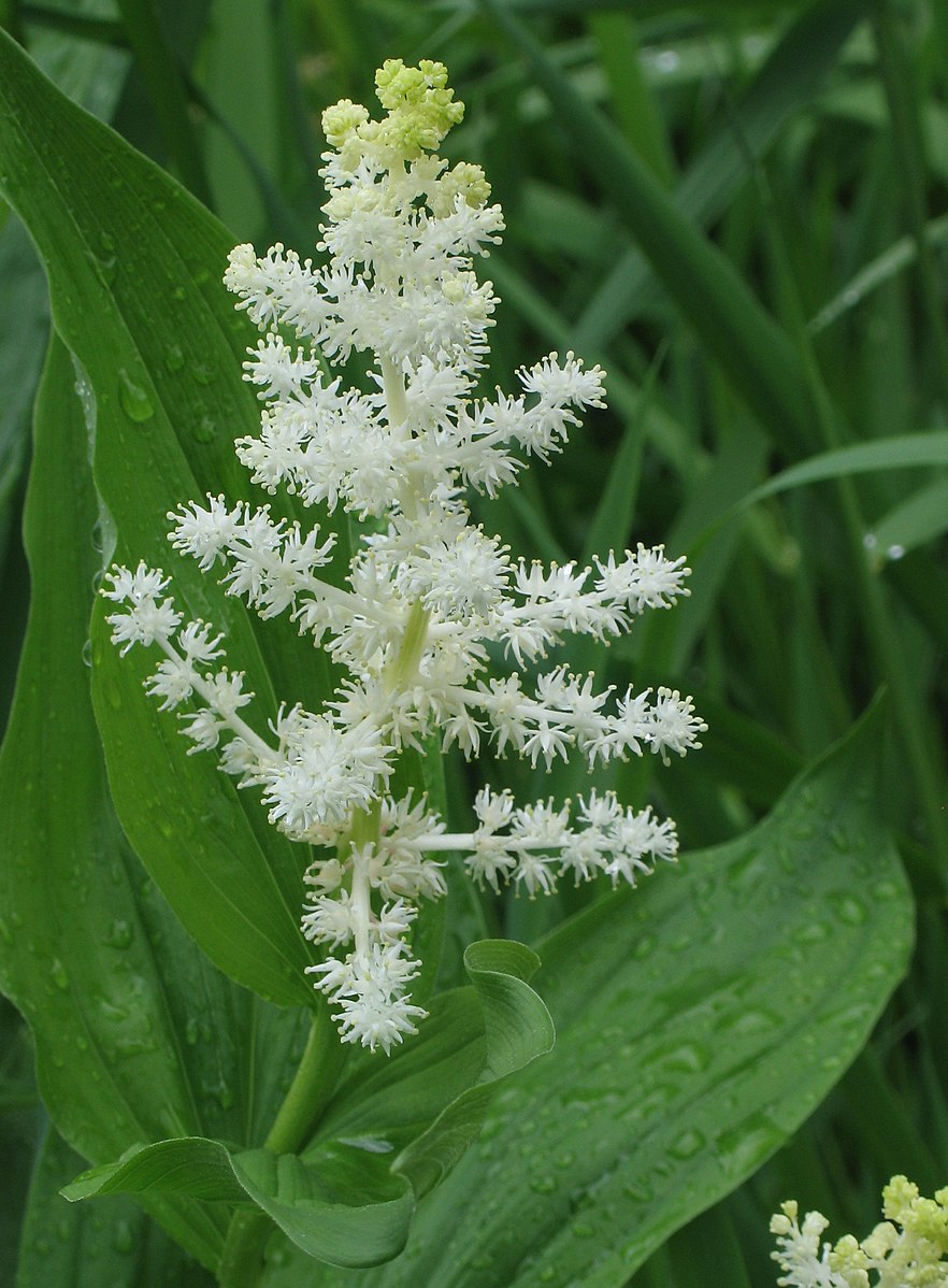 Maianthemum racemosum flower