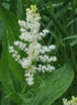 Maianthemum racemosum flower