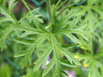 Malva moschata