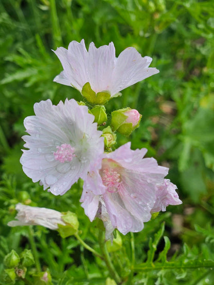 Malva moschata 'Apple Blossom'