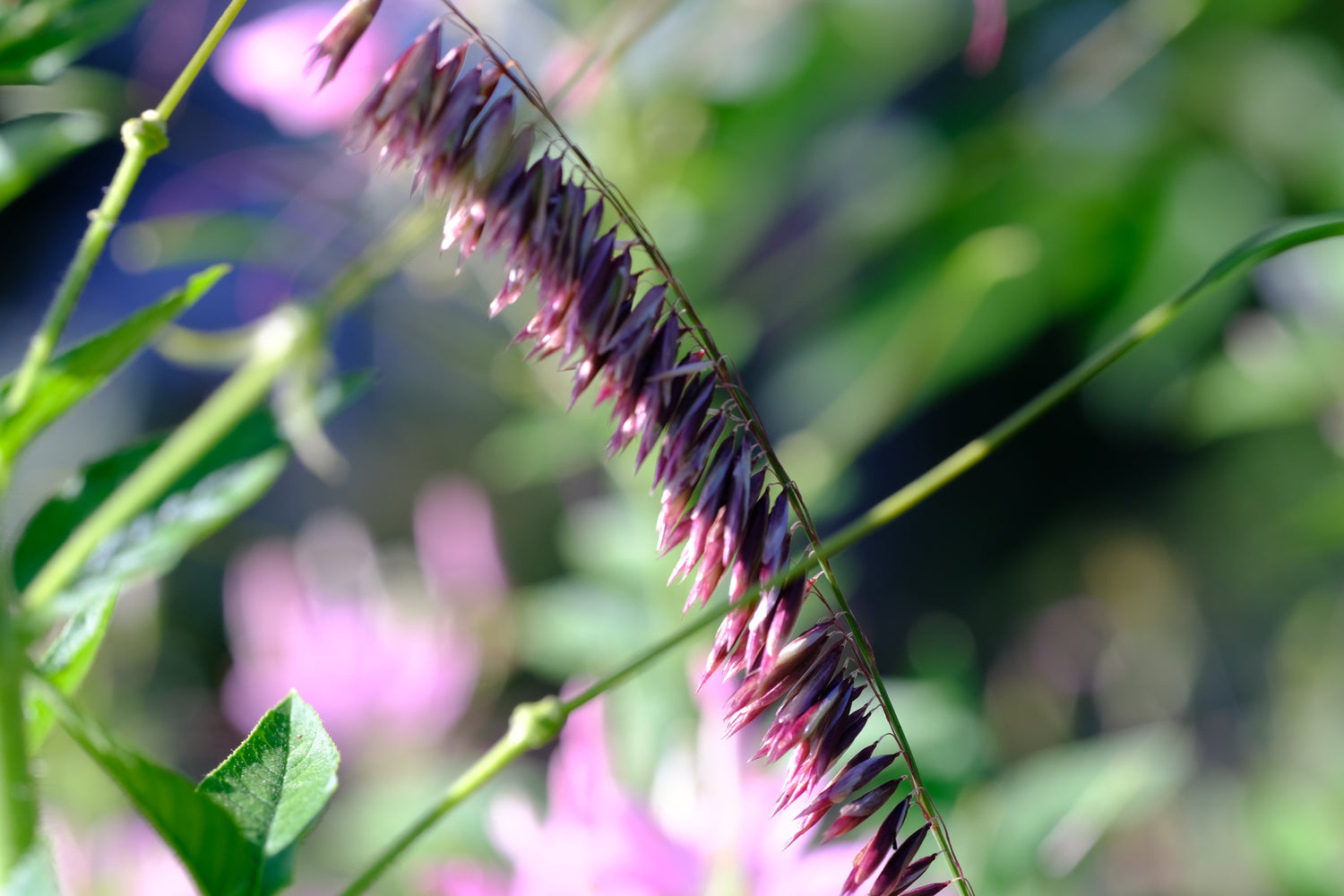 Melica altissima var. atropurpurea (Siberian melic) bloom