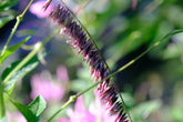Melica altissima var. atropurpurea (Siberian melic) bloom