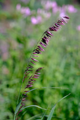 Melica altissima var. atropurpurea (Siberian melic) in garden