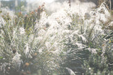 Muhlenbergia reverchonii &