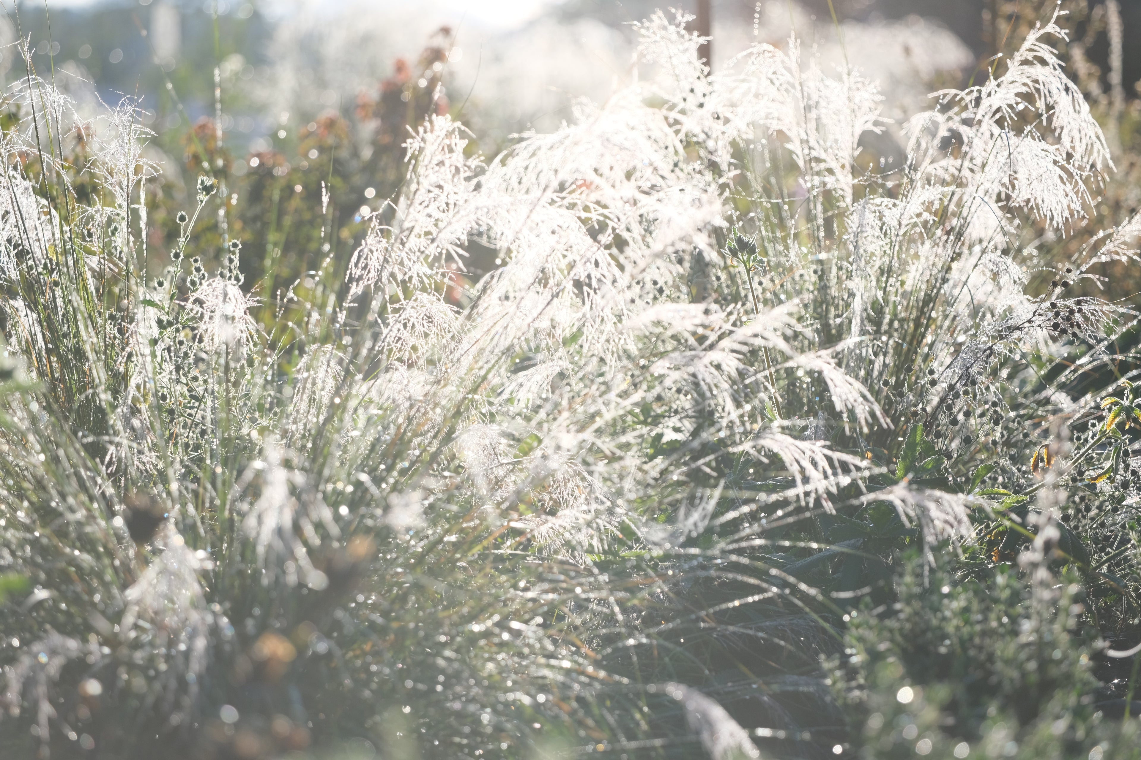 Muhlenbergia reverchonii &