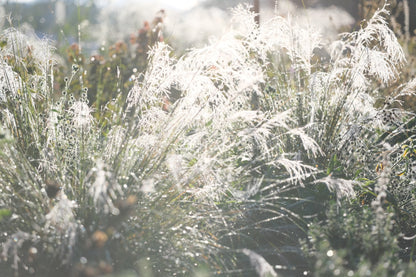 Muhlenbergia reverchonii &