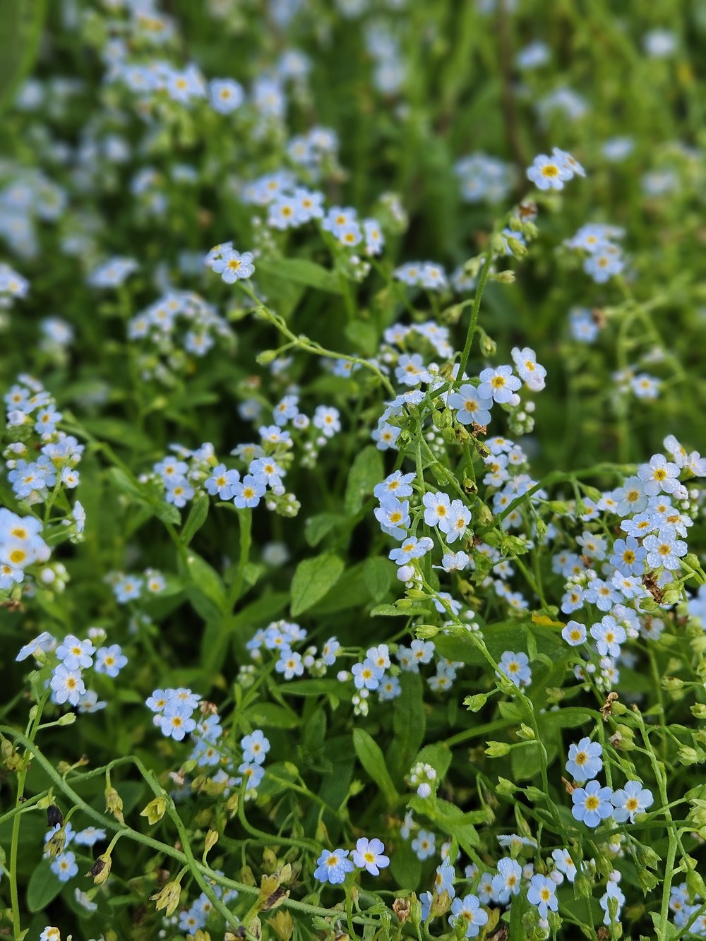 Myosotis Scorpioides Water Forget me not The Old Dairy Nursery myosotis-scorpioides-water-forget-me-not-the-old-dairy-nursery