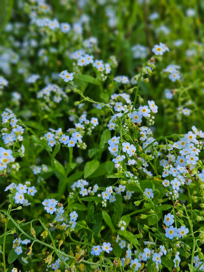 Myosotis scorpioides