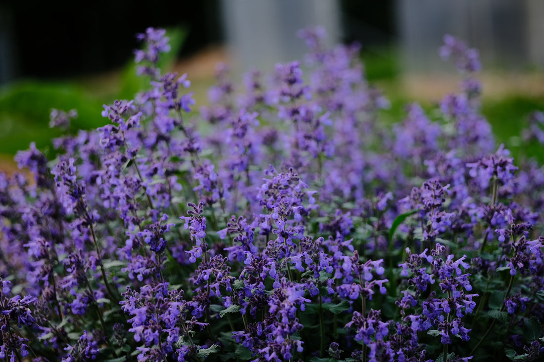 Nepeta racemosa &