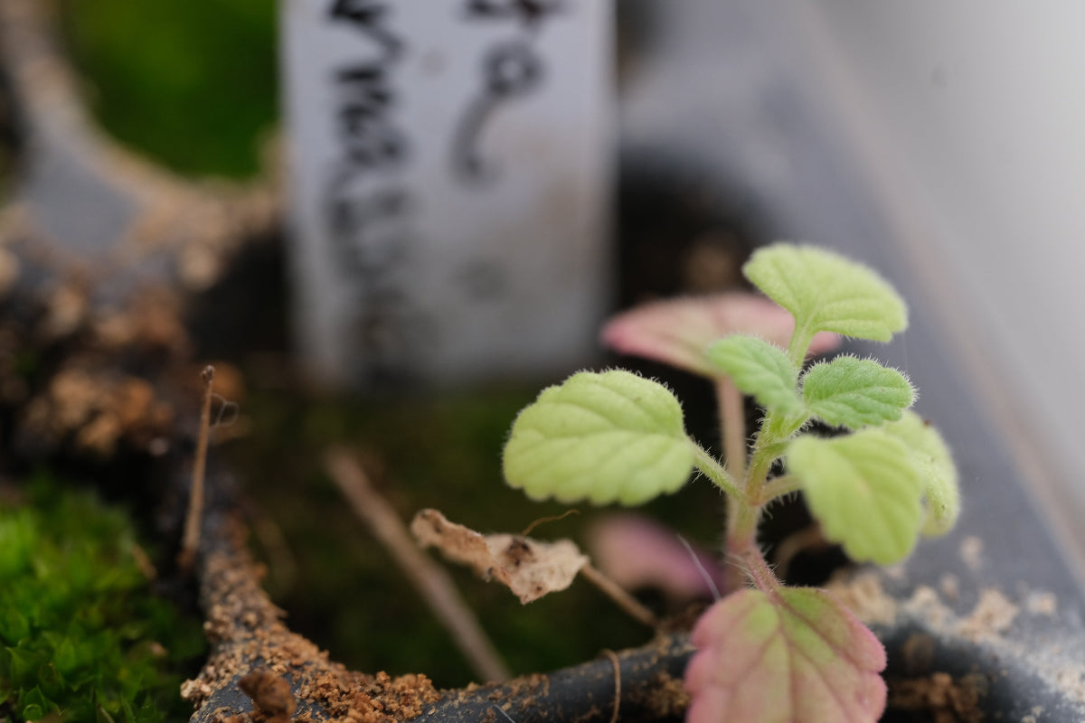 Nepeta parnassica seedling