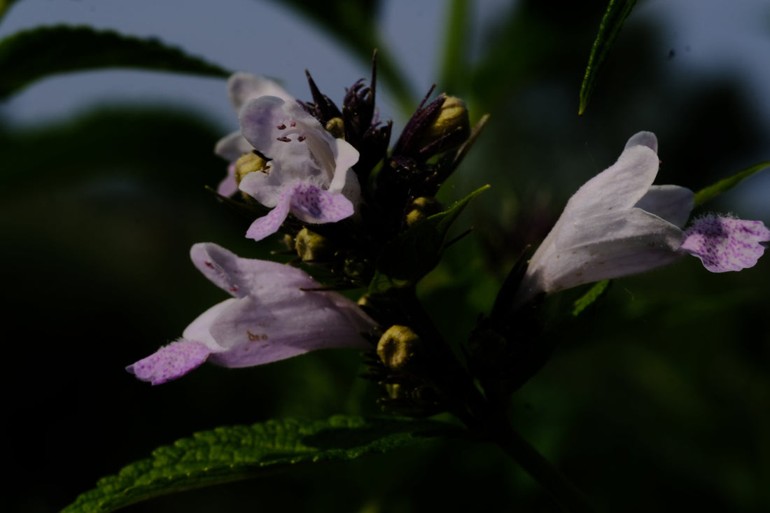 Nepeta subsessilis &