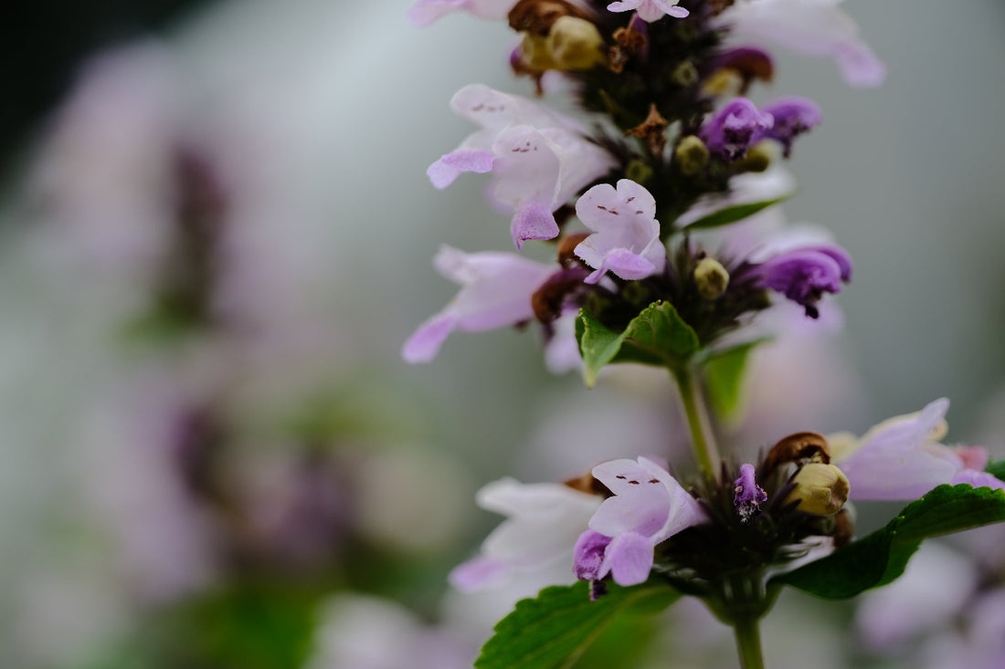 Nepeta subsessilis &