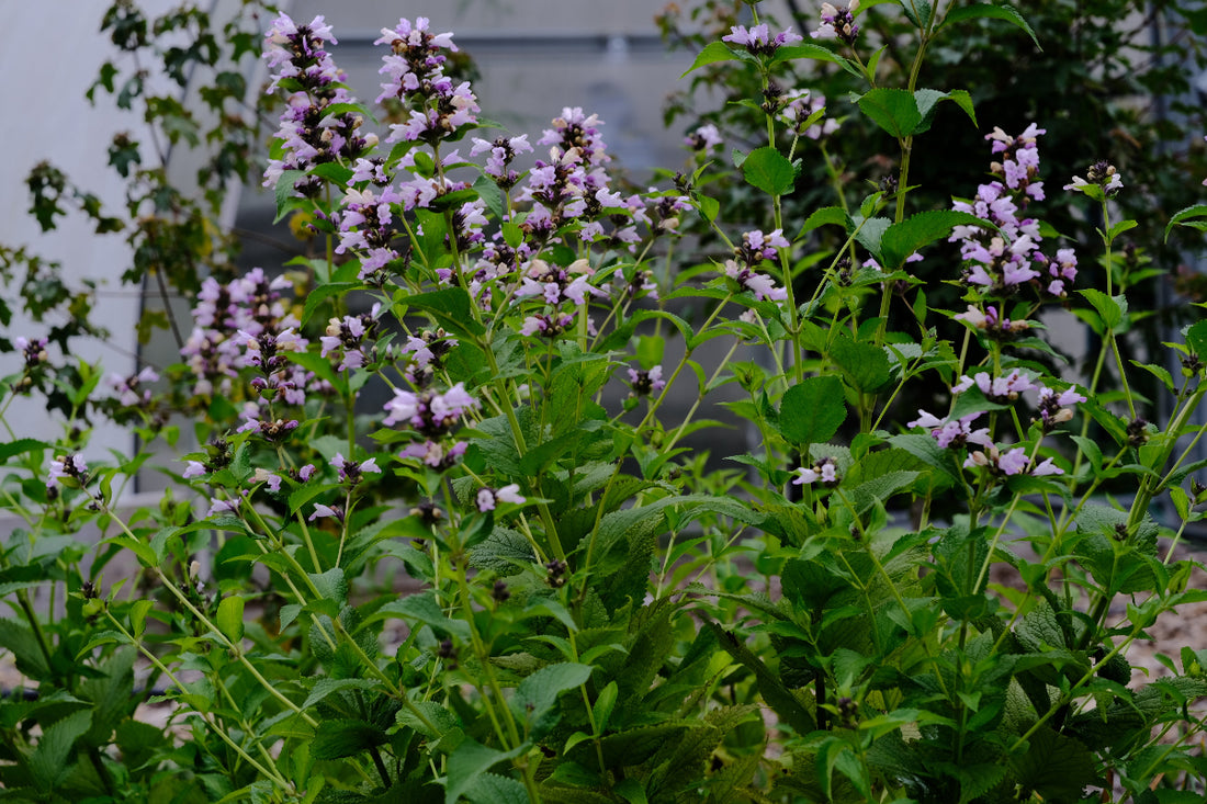 Nepeta subsessilis &