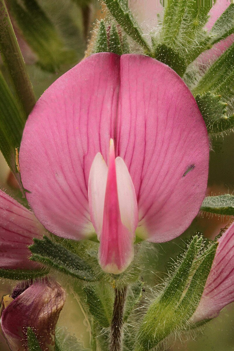 Ononis spinosa (spiny restharrow) close up of bloom