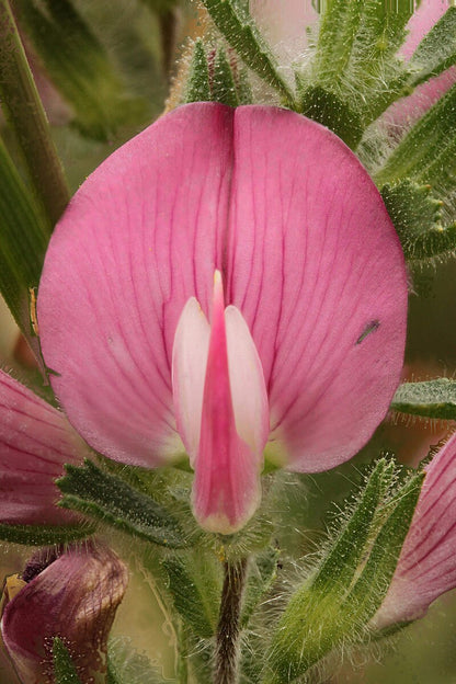 Ononis spinosa (spiny restharrow) close up of bloom