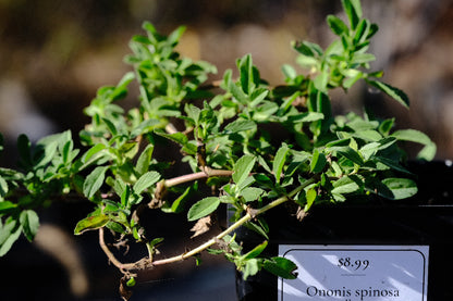 Ononis spinosa (spiny restharrow) 4&quot; pot sale size