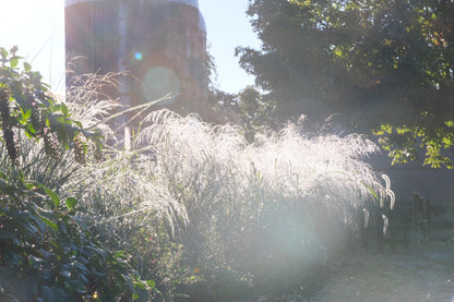 Panicum amarum (bitter switchgrass) in the fall garden