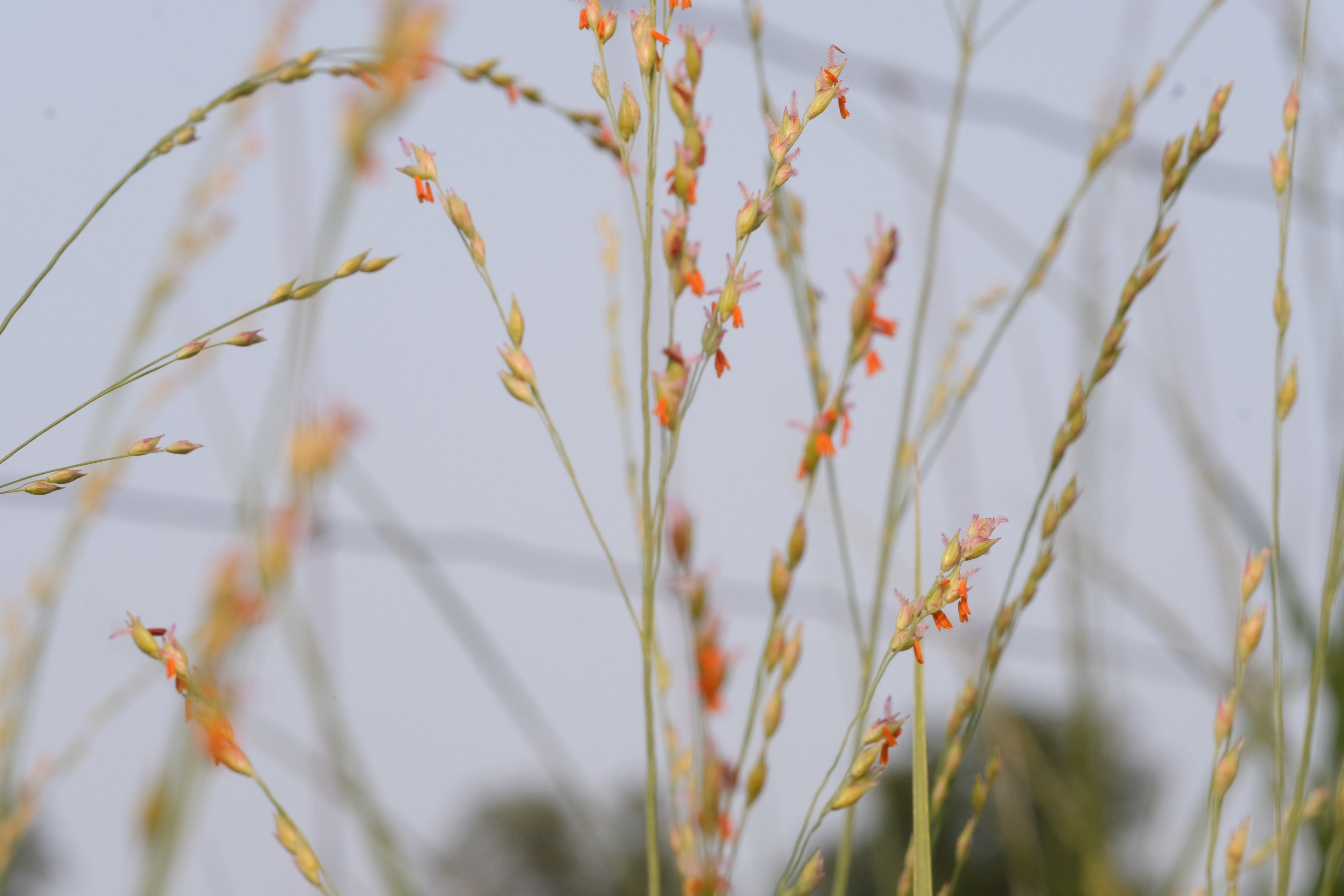 Panicum amarum (bitter switchgrass) lovely orange flowers