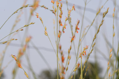 Panicum amarum (bitter switchgrass) lovely orange flowers