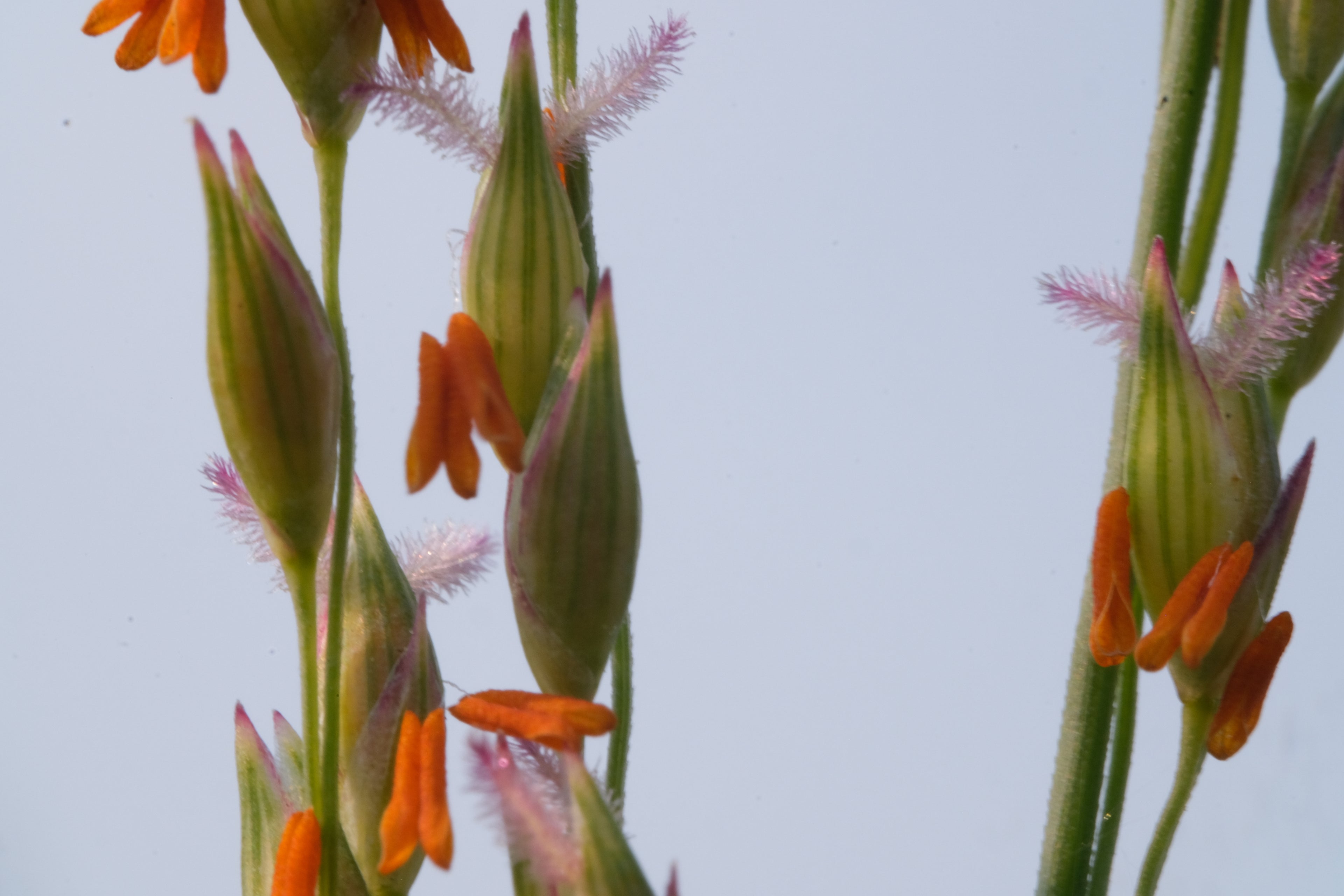 Panicum amarum (bitter switchgrass) close up of flowers