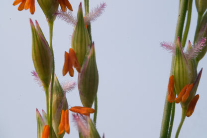 Panicum amarum (bitter switchgrass) close up of flowers