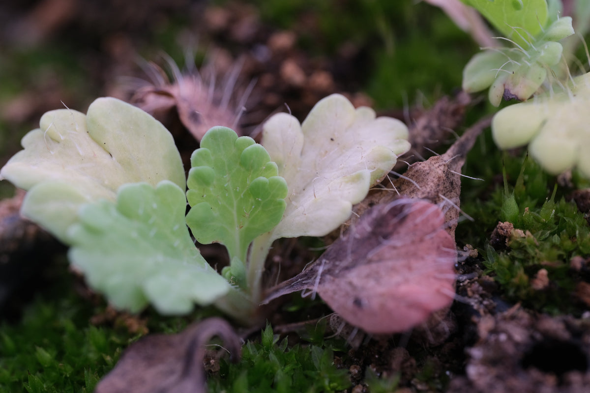 Poppy seedling
