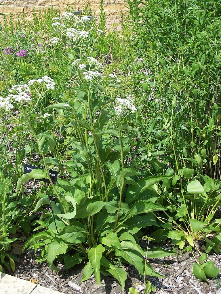 Parthenium integrifolium (wild quinine) in garden