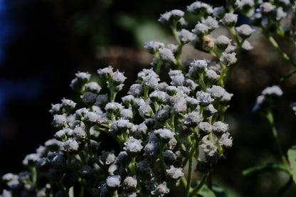 Parthenium integrifolium (wild quinine) flowers