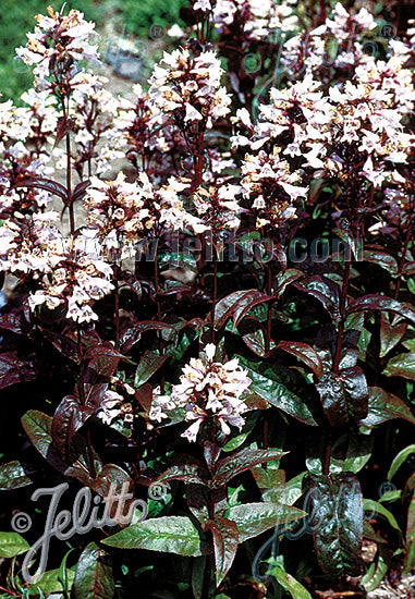 Penstemon digitalis &