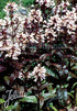 Penstemon digitalis &