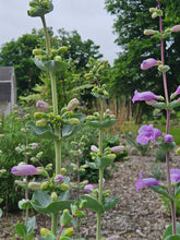 Penstemon grandiflorus (large beardtongue) blooming in garden 