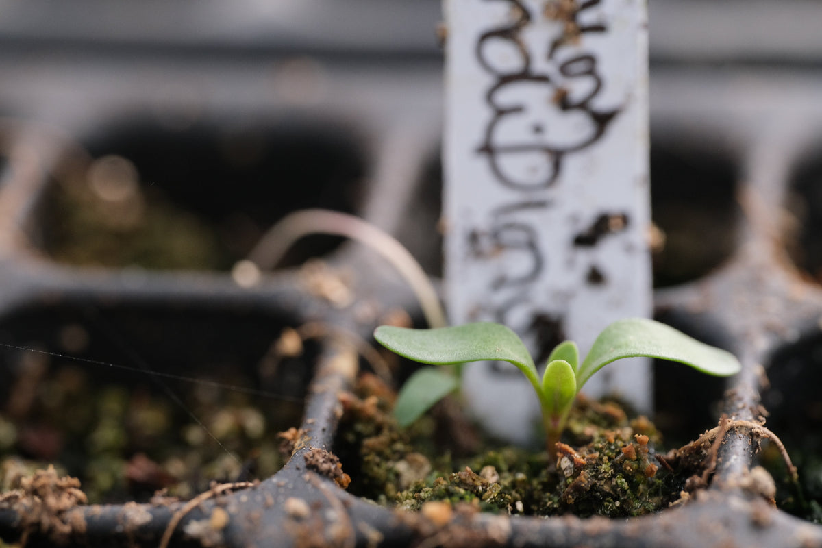 Penstemon grandiflorus seedling