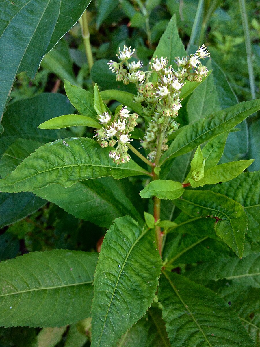 Penthorum sedoides (ditch stonecrop) white blooms