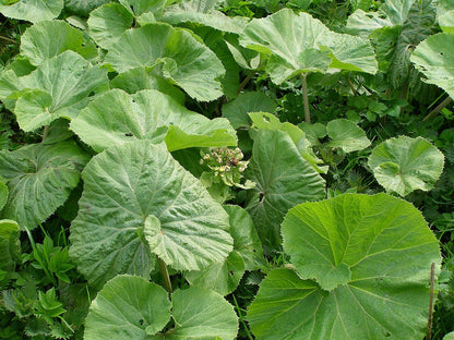 Petasites albus