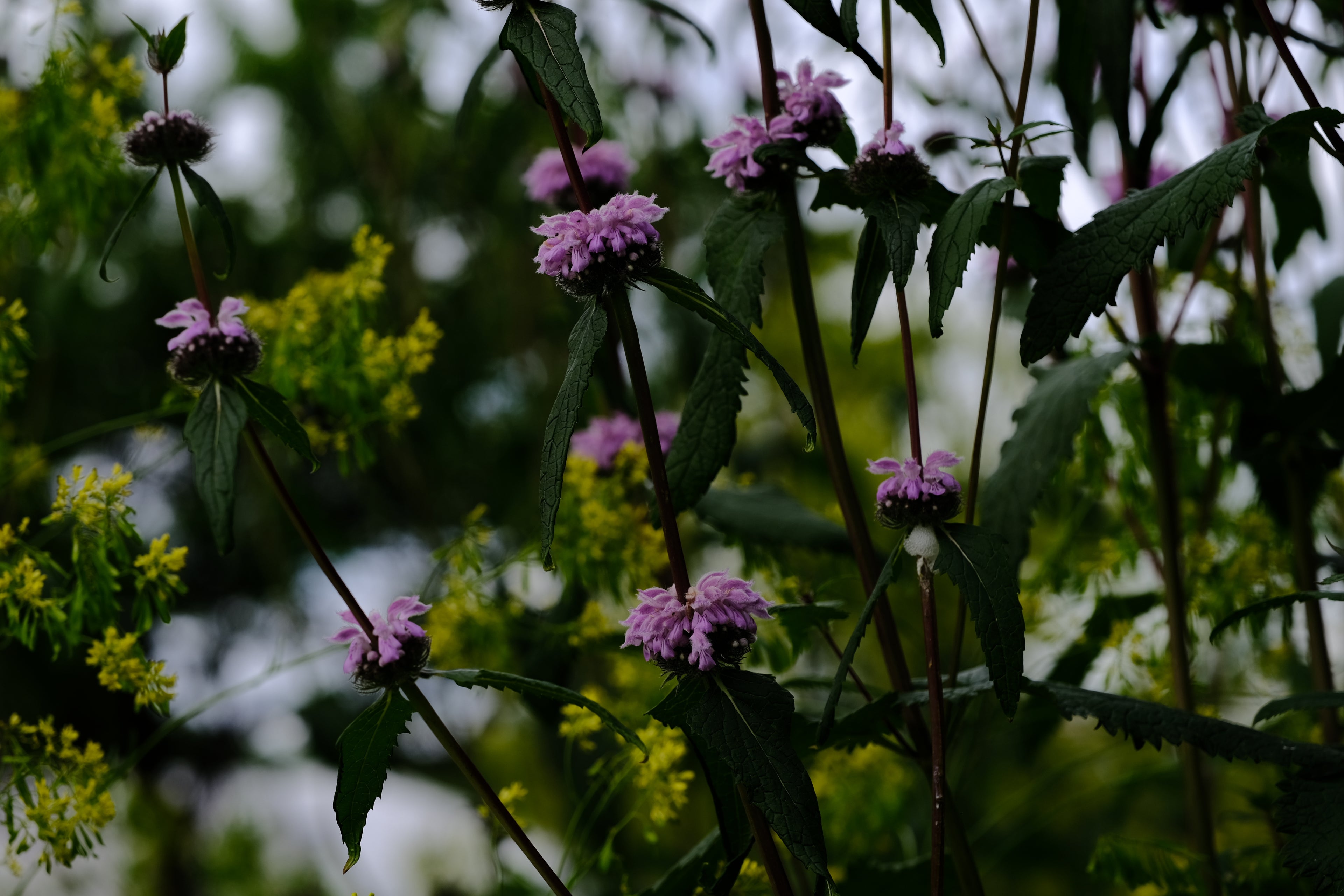 Phlomoides tuberosa (Jerusalem sage) lilac flowers