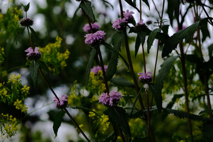 Phlomoides tuberosa (Jerusalem sage) lilac flowers