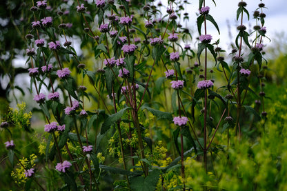 Phlomoides tuberosa lilac blooms in the garden