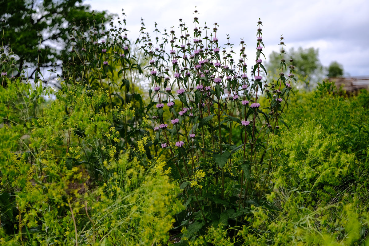 Phlomoides tuberosa (Jerusalem sage) full form