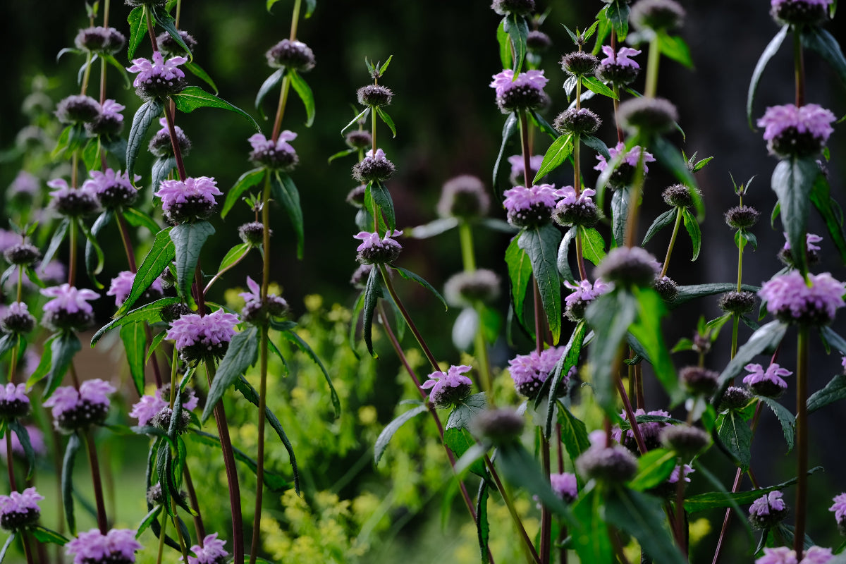 Phlomoides tuberosa (Jerusalem sage) lilac flowers