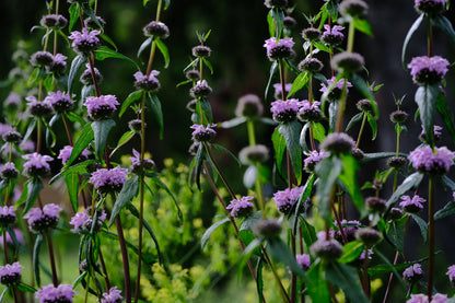 Phlomoides tuberosa (Jerusalem sage) lilac flowers