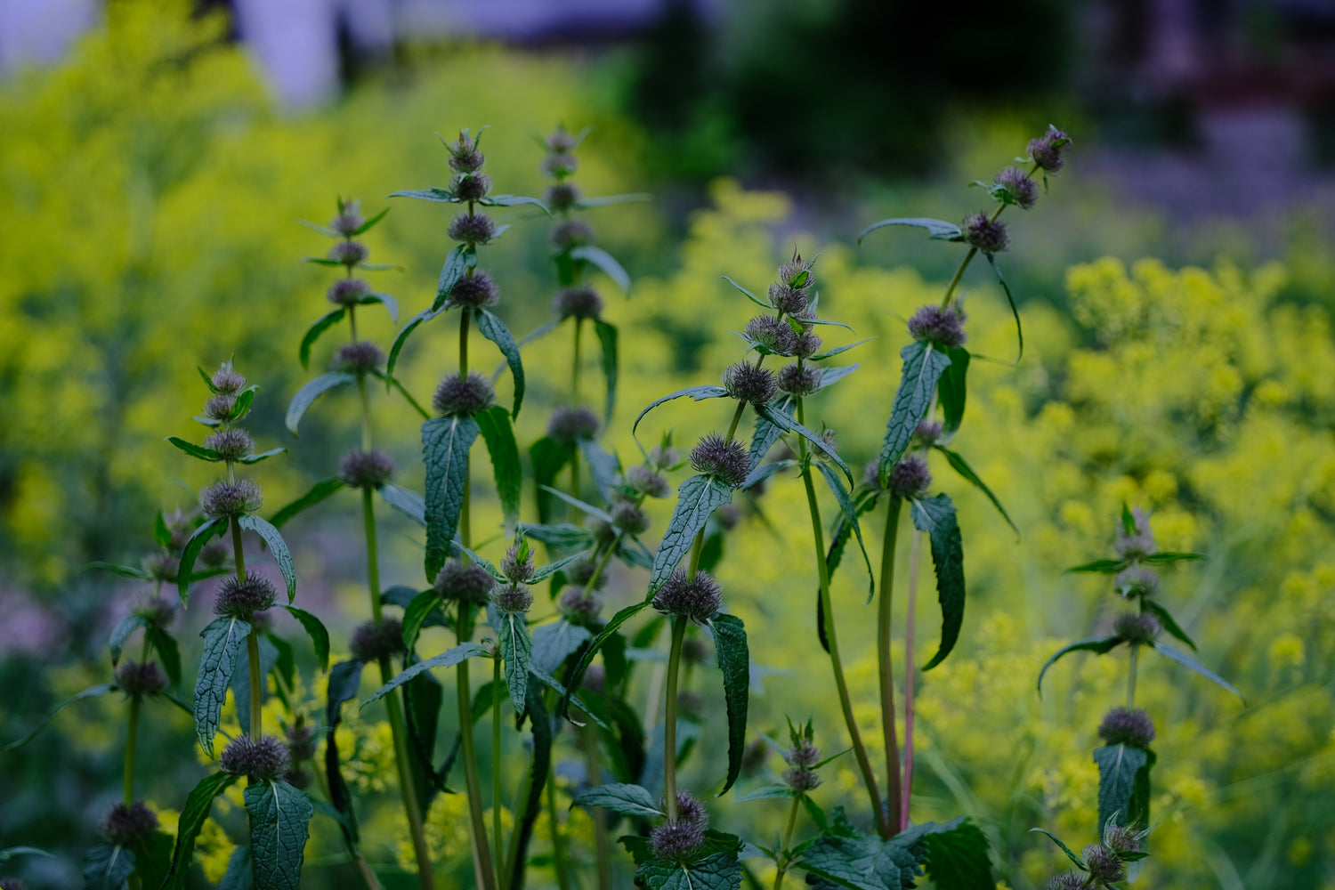 Phlomoides tuberosa mid-spring buds